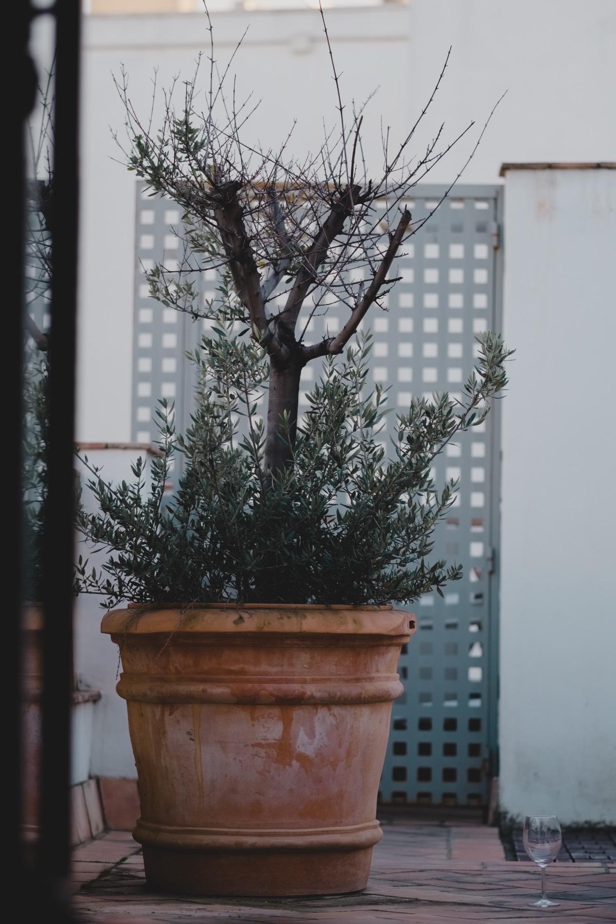An olive tree in a terracotta pot on the terrace of a home, at dusk.